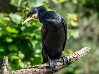 Kormoran